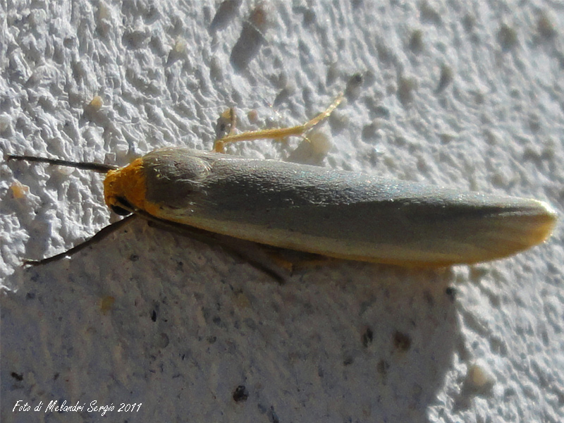 Arctiidae dalla Sicilia?